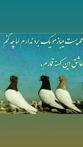 پرنده فروشی نیما