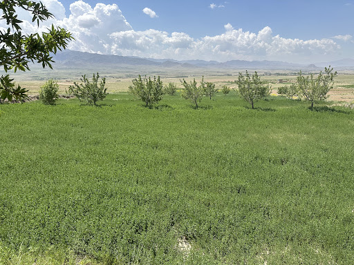 حاجي انار ګل کور