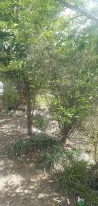 باغ چای ابشار کوچک بکروگردشگری وغذاخوری