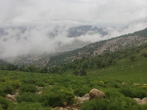 فضای سبز