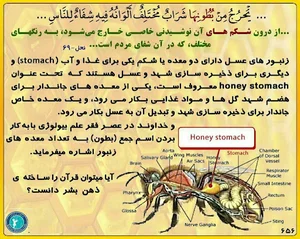 زفره سوپری مواد غذای صادقی