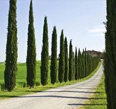 سرو شیراز - باغ یونا - طراحی فضای سبز