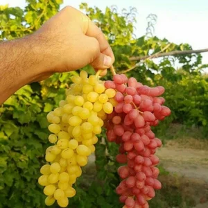 نهالستان تخصصی کوثر
