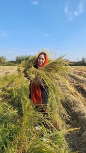سبزی خردکنی مسیحا بانو 3