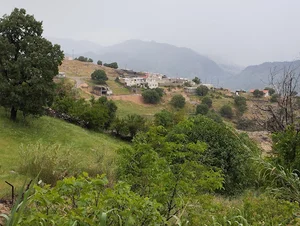 باغات انار کهن سال چنار جافری