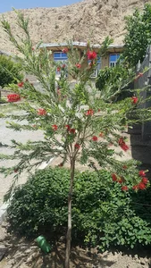 فروشگاه آنلاین گل و گیاه ایباغ