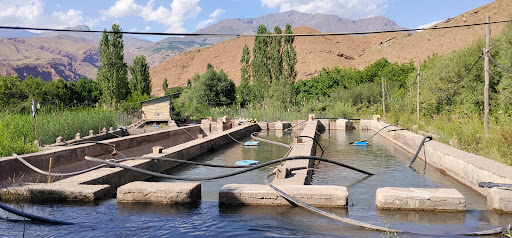 پرورش ماهی رودخانه ای رحیمی