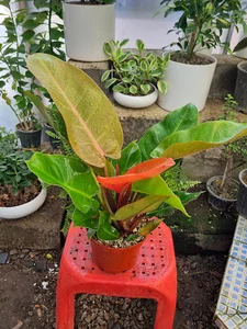گلکده گلمکانی