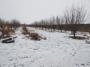 باغ شهریاری