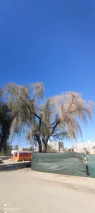 درخت کهور کهنسال(کهور بلند)