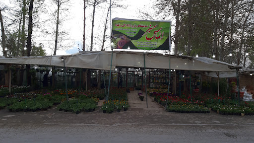 گل وگیاه الماس سبز