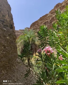 نی زار کوه باغ