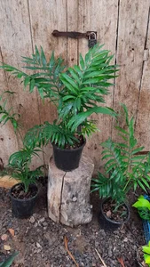 گلخانه گل نرگس