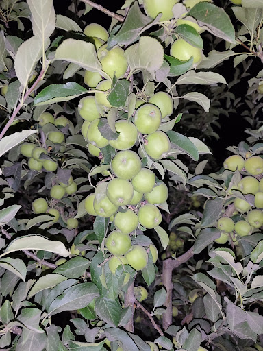 مجموعه سبزاندیشان