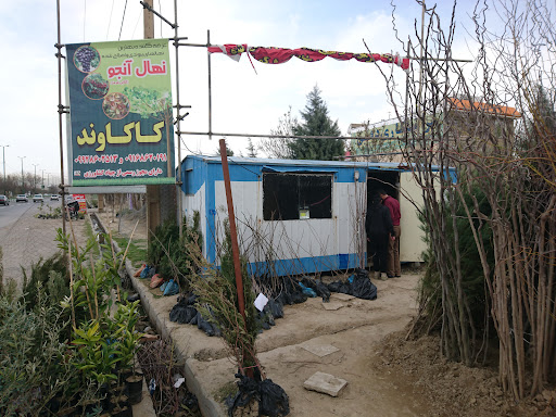 نهالستان آنجو