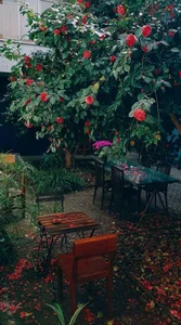 کافه چرخ 2