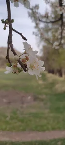 ساندیچ مادرانه
