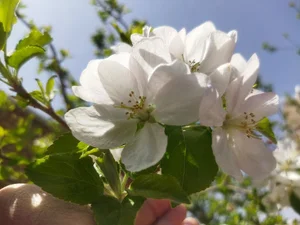 بیمه آسیا