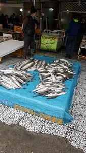 ماهی سرای مهدی