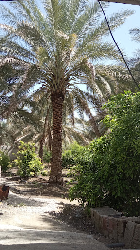 باغ غلامرضا عظیمی (ساخمونو)