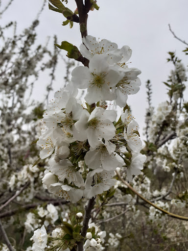 باغ برادران تکلو