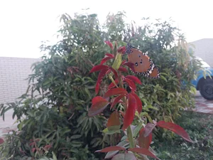 عنبراباد
