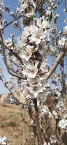 مزرعه گروه یا زهرا(س)