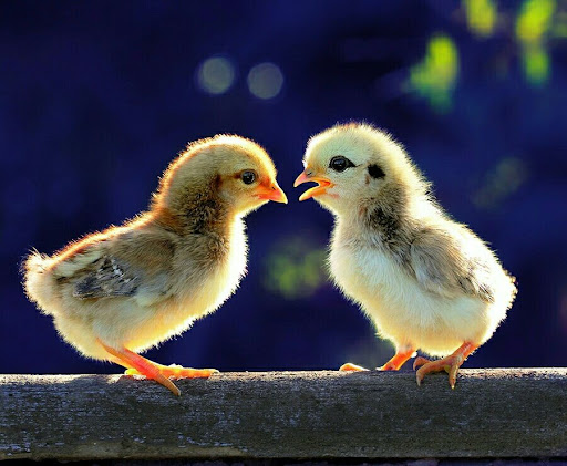 آتلیه حرفه ای عروس و کودک شروق