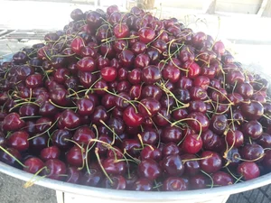 میوه فروشی کیوان 5