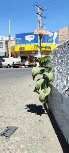 زنجان کوی سعیدیه میدان سعیدیه روبروی دبیرستان دخترانه شهید بهشتی قفل سازی جواد و کریم