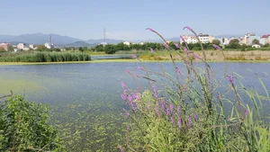 مرداب آستارا