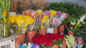 گلسرای زیتون