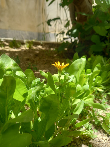 دهچال