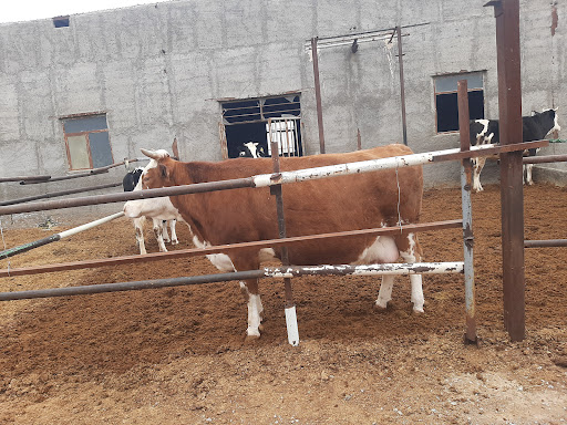 مزرعه حنا
