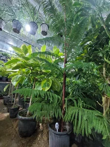 گل فروشی گلخانه من 4