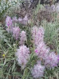 چای کوهی/گل کوفته