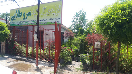 تولیدی گل و گیاه سرو طلایی