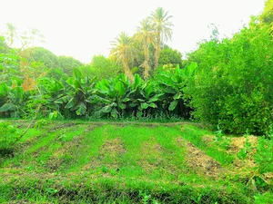 جناين دندراوي