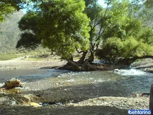تیر باغ 3