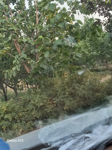 امیربیگ داغلاری