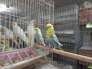 Ghasre Cockatiel