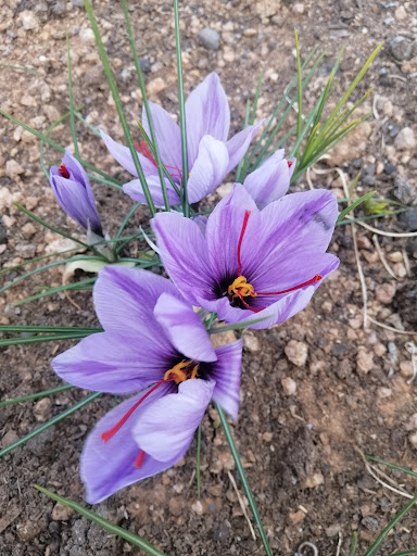 باغ فرشاد غلامی