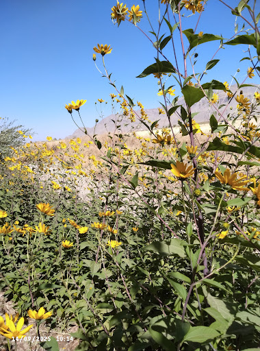 باغ علی نقی رحیمی