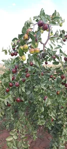 Siavash garden