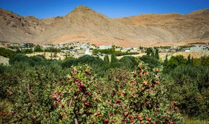 باغ بادام دیم حاج عباس عباسی