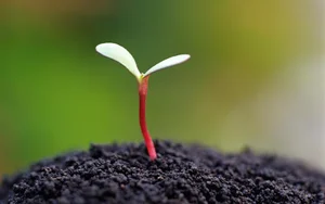 خدمات کشاورزی رویش