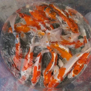 Koiiran فروشگاه مرکزی