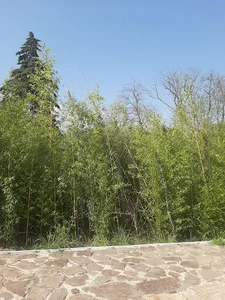 جنگل مجتمع نور