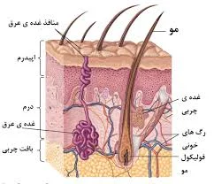 دومین لایه پوست (درم) | بامداد کیمیا نفیس