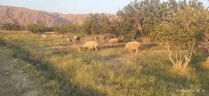 نسوئیه
